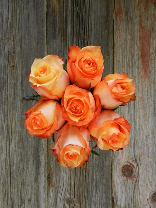 TWILIGHT  ORANGE ROSES